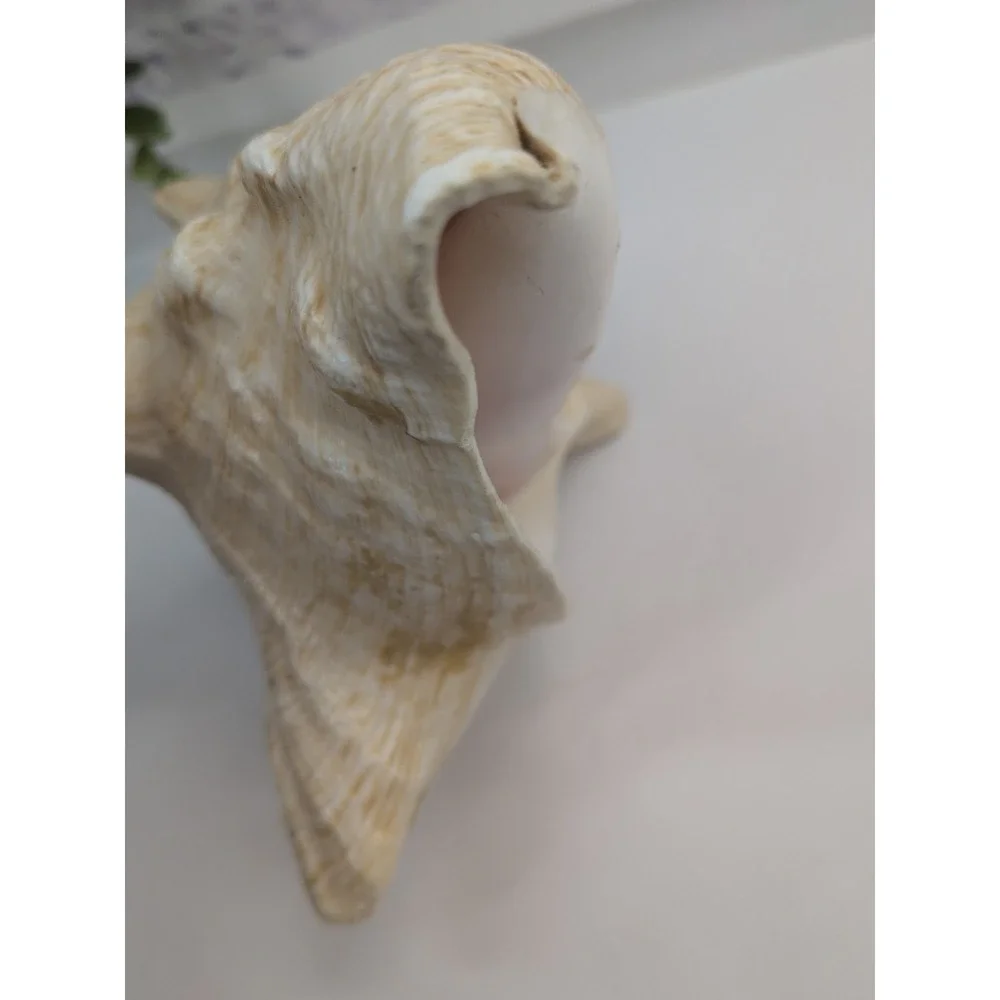 🏖️Large Vintage Pink-Lipped Murex Sea Shell Natural Ocean‎ Beach Coastal Decor